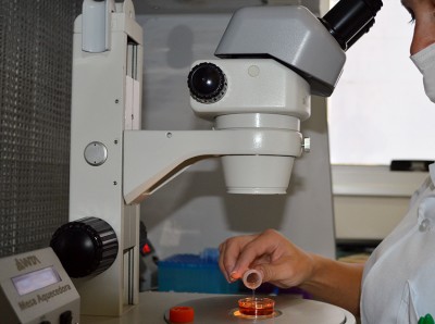 Método de congelamento lento (One Step) de embriões bovinos produzidos In Vitro: uma solução para o campo