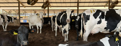 Fazenda Mato Grosso: É referência na produção de leite em Minas Gerais