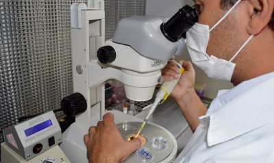 A FIV e os benefícios para a pecuária brasileira